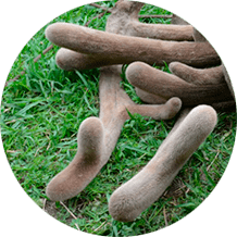 Вытяжка из пантов марала