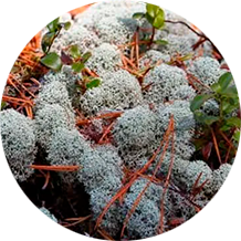 Экстракт ягеля