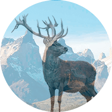 Чем отличается мазь Сусталит от других средств